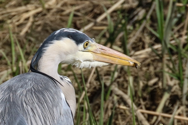 Grey Heron in Reeds at the edge of the Ward River in Swords, Dublin