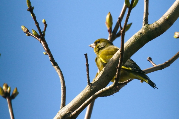 A Greenfinch sits in a tree against the background of a deep blue sky