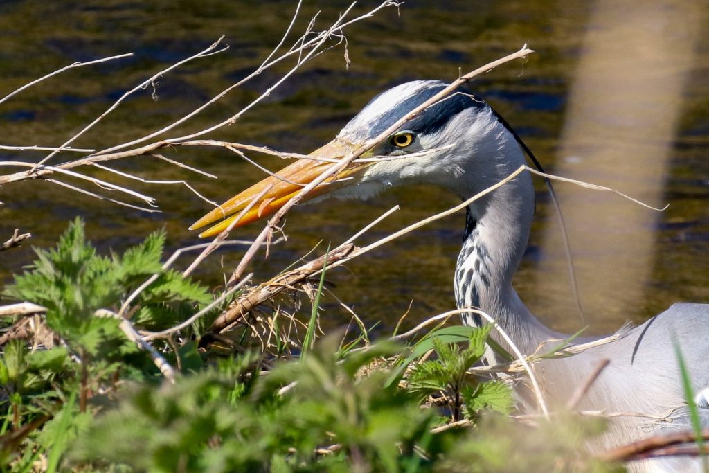 Grey Heron at Balheary Park, Swords, County Dublin