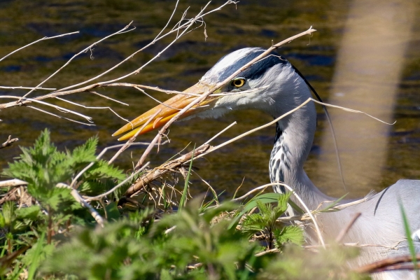 Grey Heron on the Broadmeadows River, Swords, Dublin