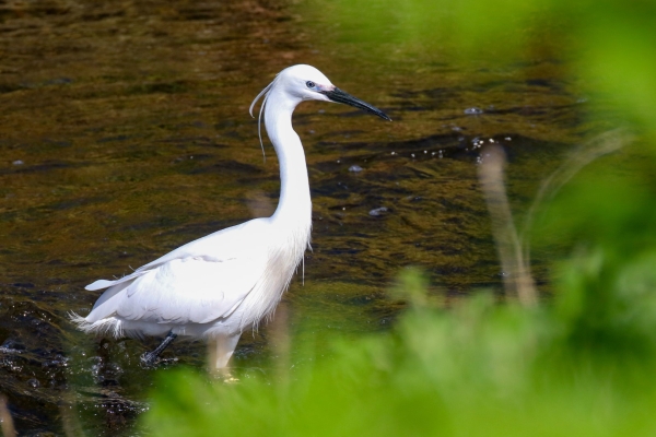 A Little Egret standing in the shallow water of the Ward River, Balheary Park, Dublin