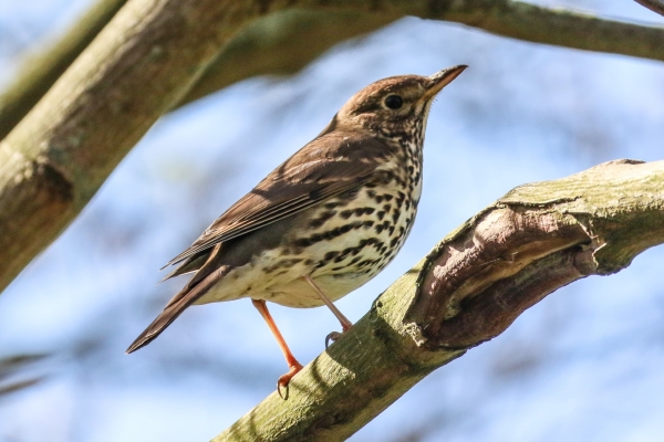A Song Thrush on a tree in Balheary Park, Swords, County Dublin, Ireland