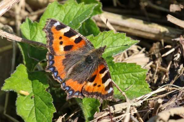 A small tortoiseshell butterfly pn leaves in Balheary Park Dublin