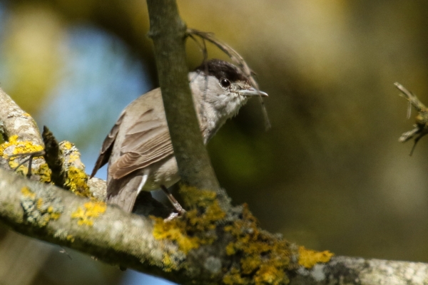 A Blackcap perched in a tree in Balheary Park, Dublin
