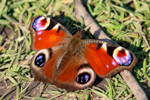 A Butterfly spreads its wings in beautiful sunlight