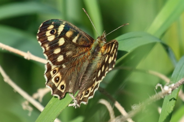 A Speckled Wood Butterfly sits on a blade of grass in Balheary Park, Dublin