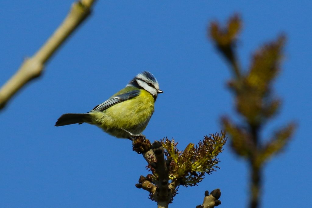 bird watching dublin