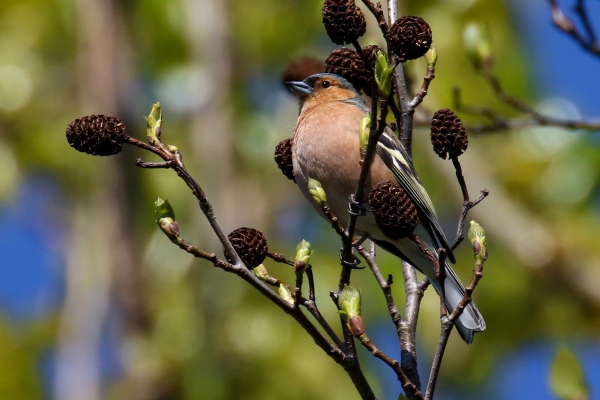 A Chaffinch sits on a tree surrounded by seed pods