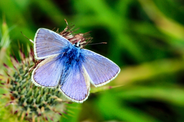 A Common Blue butterfly rests on a thistle