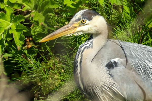 A Grey Heron on the banks of the Broadmeadows River, Swords, Dublin