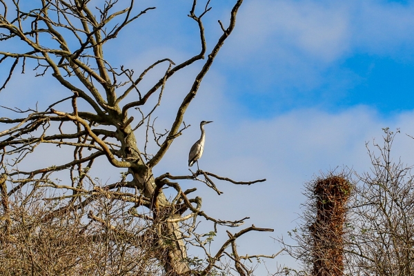 A Grey Heron sits on a tree in Balheary Park, Swords, Dublin