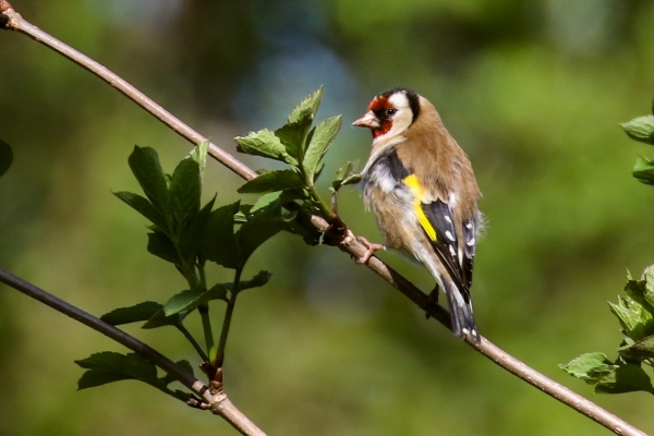 A GOldfinch perched on a branch looks over its shoulder in a bright sunny day