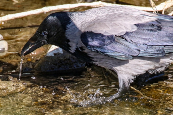 Hooded Crow having a drink of water from the Ward River, Balheary Park Dublin