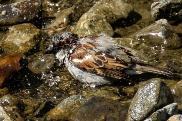 A House Sparrow takes a bath in the Ward River, Swords, Dublin