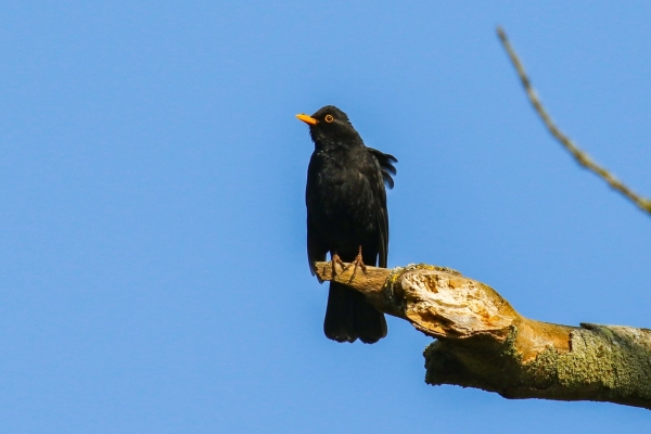 A Blackbird on a tree branch against a clear blue sky