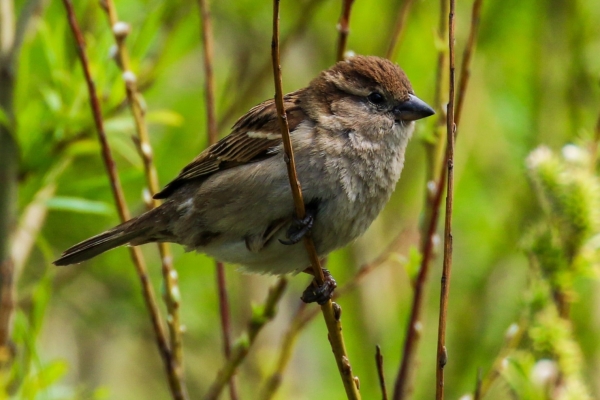 House Sparrow clings to a stalk at the Ward River, Dublin