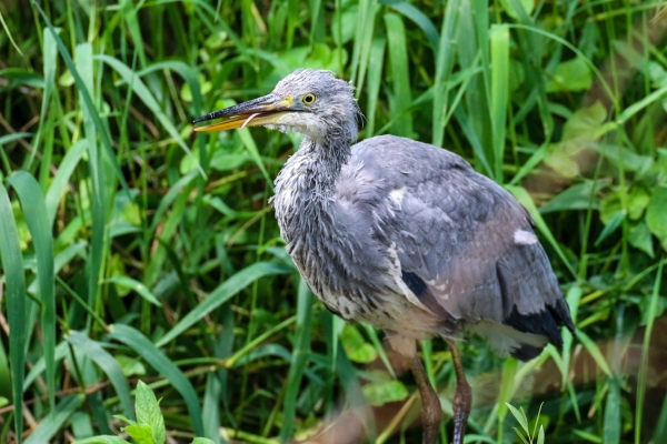 A Juvenile Grey Heron in long grass on the banks of the Ward River, Swords