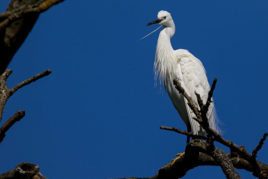 Grey Heron at Balheary Park, Swords, County Dublin