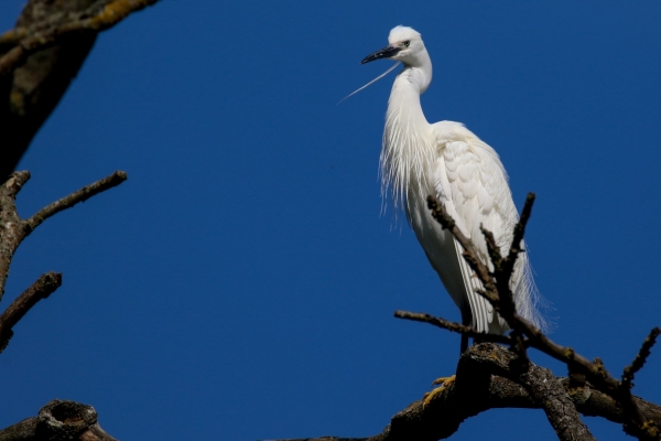 A Little Egret on top of a tree with a deep blue sky in the background