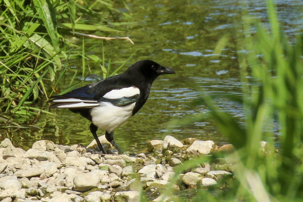 birds, ireland