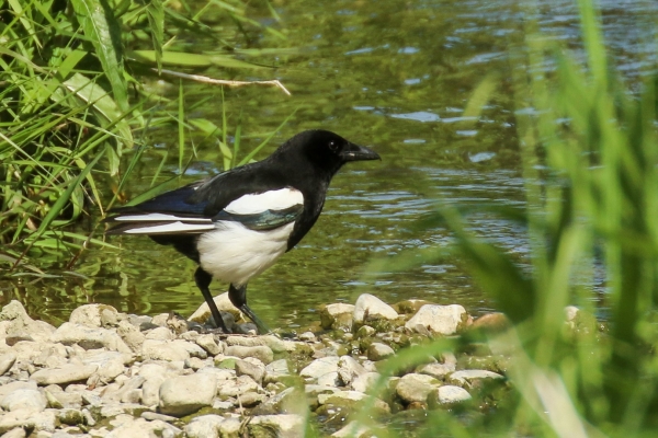 A Magpie drinks water at the edge of the Ward River in Swords, Dubbin