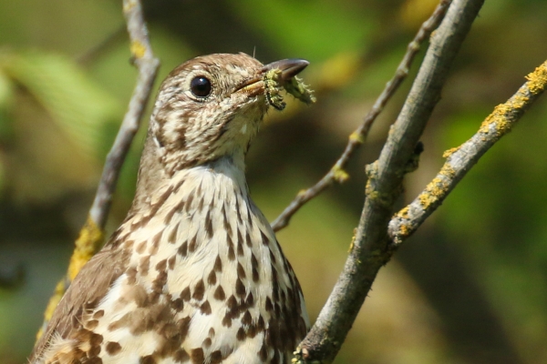 A Song Thrush with a caterpillar in its beak