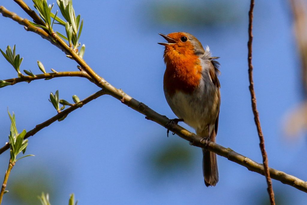 bird watching dublin