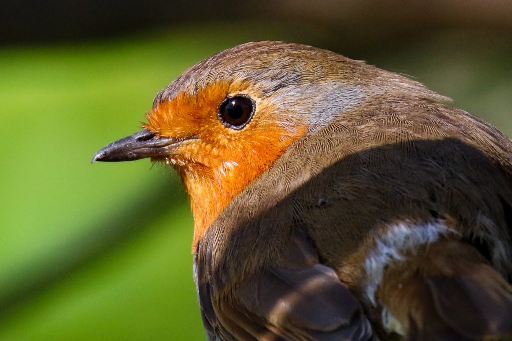 Birds, Dublin