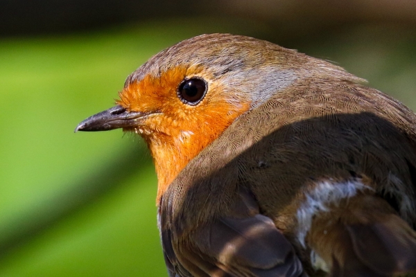 A Robin close up showing the fine detail in its feathers
