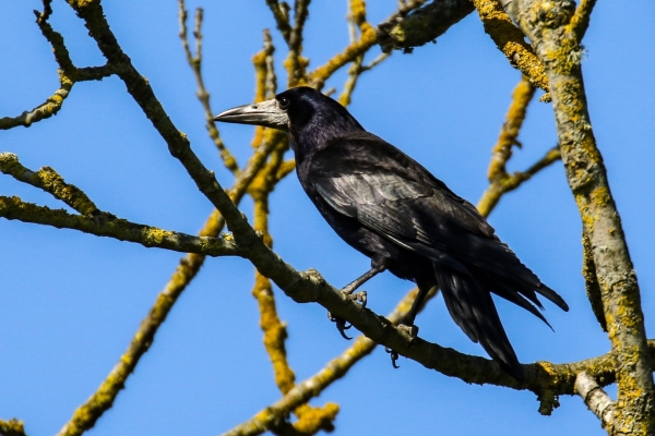 A Rook sits on a tree branch with a bright blue sky in the background