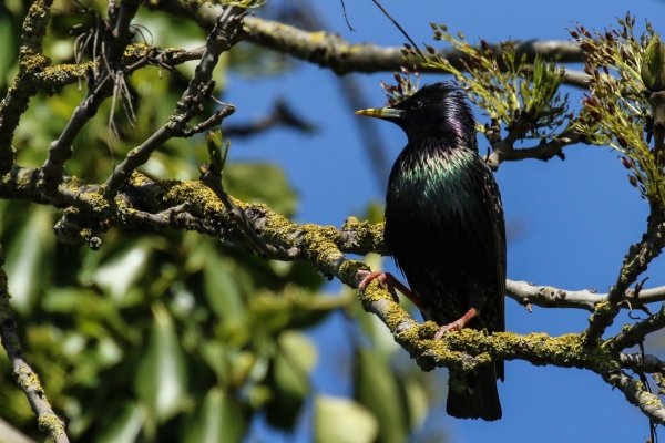 A Starling in a tree showing the iridescent colours of its feathers