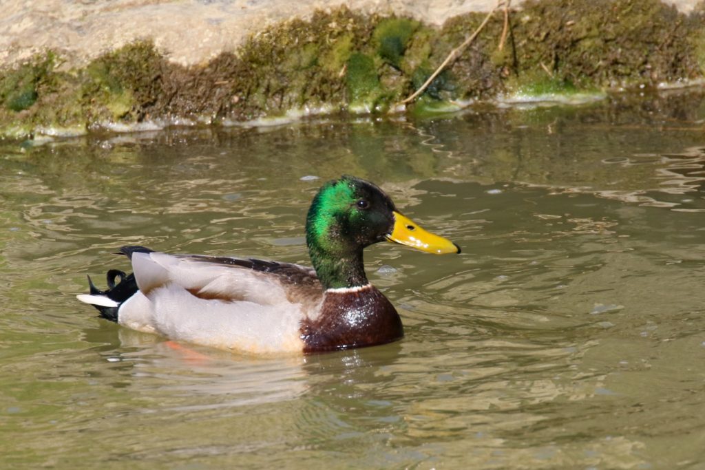 bird watching dublin