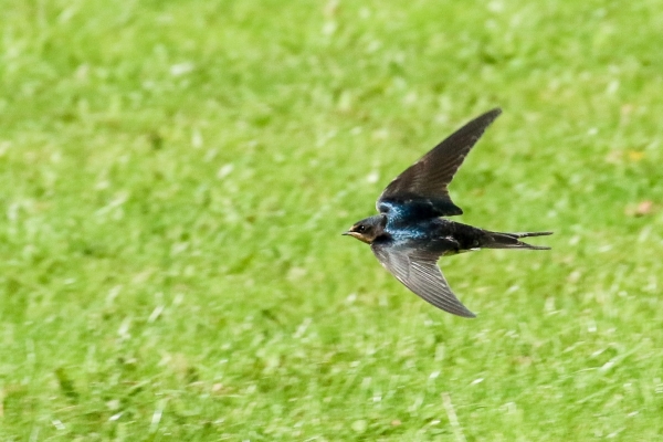 A Swallow flies low over the grass in Balheary Park, Swords, Dublin