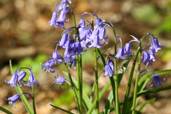 Whild Bluebells grow on the banks of the Ward River, Swords, Dublin