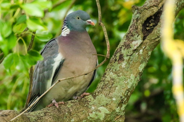 A Wood Pigeon sits in a tree in Balheary Park, Swords, Dublin