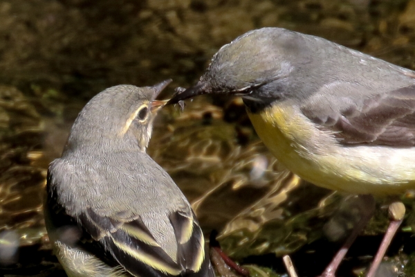 A Grey Wagtail feeds a fly to a young bird on the Ward River, Swords