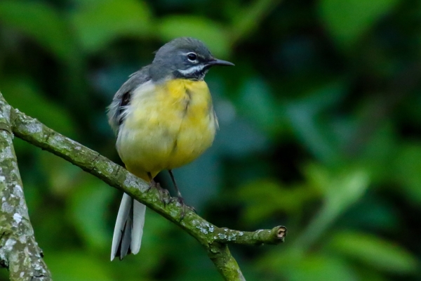 A Grey Wagtail in a tree on the Ward River Swords, Dublin