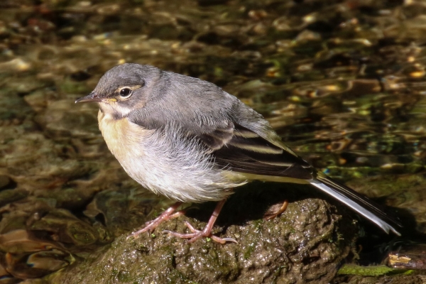 A Juvenile Grey Wagtail sits on a rock in the Ward River, Swords, County Dublin