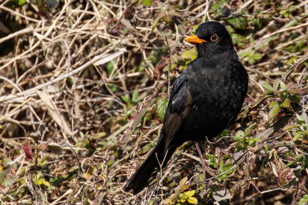 birding dublin