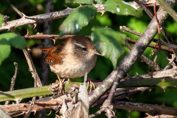 A Wren on a thorn bush on the banks of the Ward River, Swords, Dublin