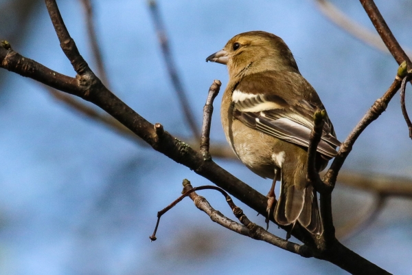 A Chaffinch on a tree branch in winter