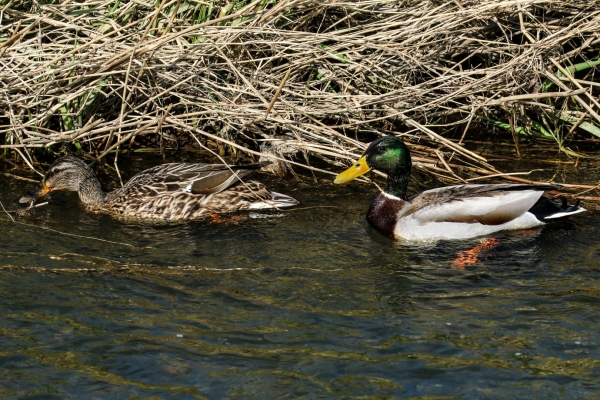 A pair of Mallards swim in the Broadmeadows River, Swords, Dublin