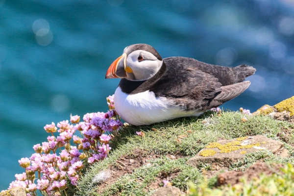 A Puffin sits in wild flowers at the edges of the clifftop on Great Saltee Island, Wexford