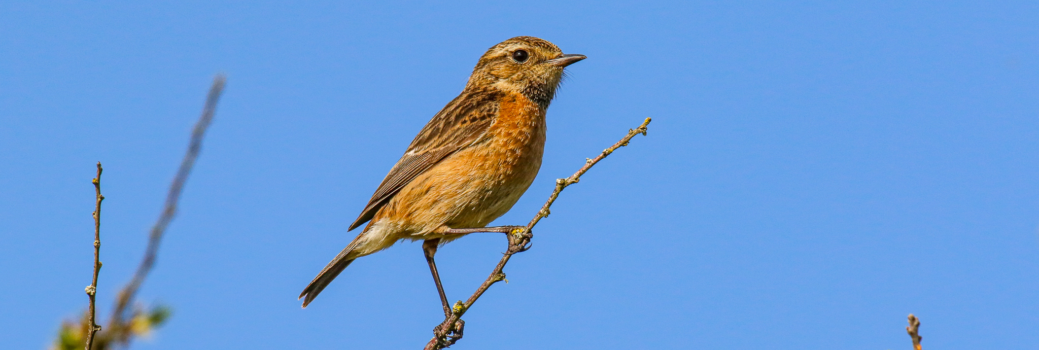 Bird Watching Leinster