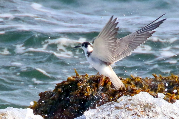 Black Tern with wings spread lands on a rock in Skerries, Dublin