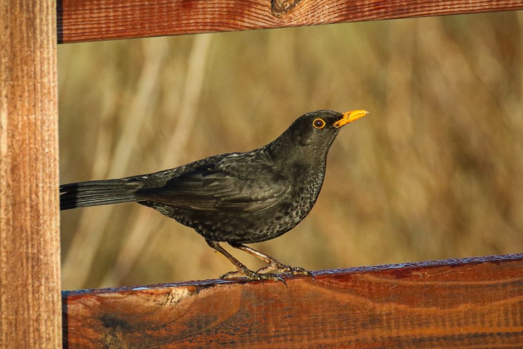 A Blackbird is framed by a timber fence!
