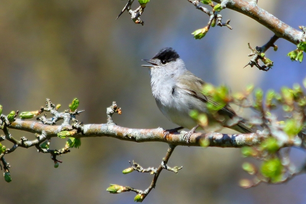 Blackcap sitting on a tree singing