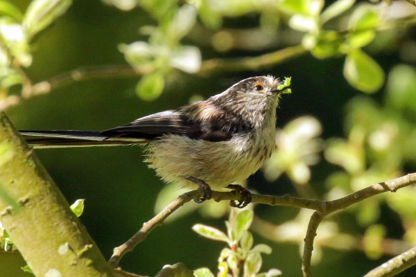 A Long Tailed Tit with a caterpillar in its mouth at the National Botanic Gardens, Dublin