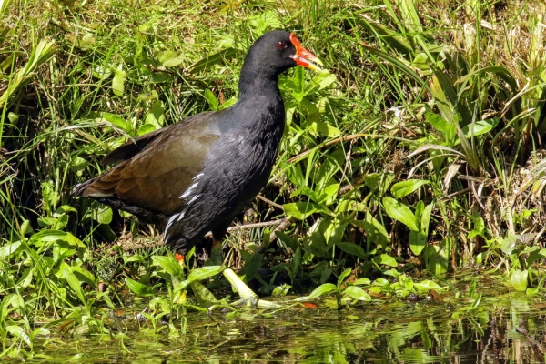 A Moorhen at the edge of the pont at the National Botanic Gardens, Dublin