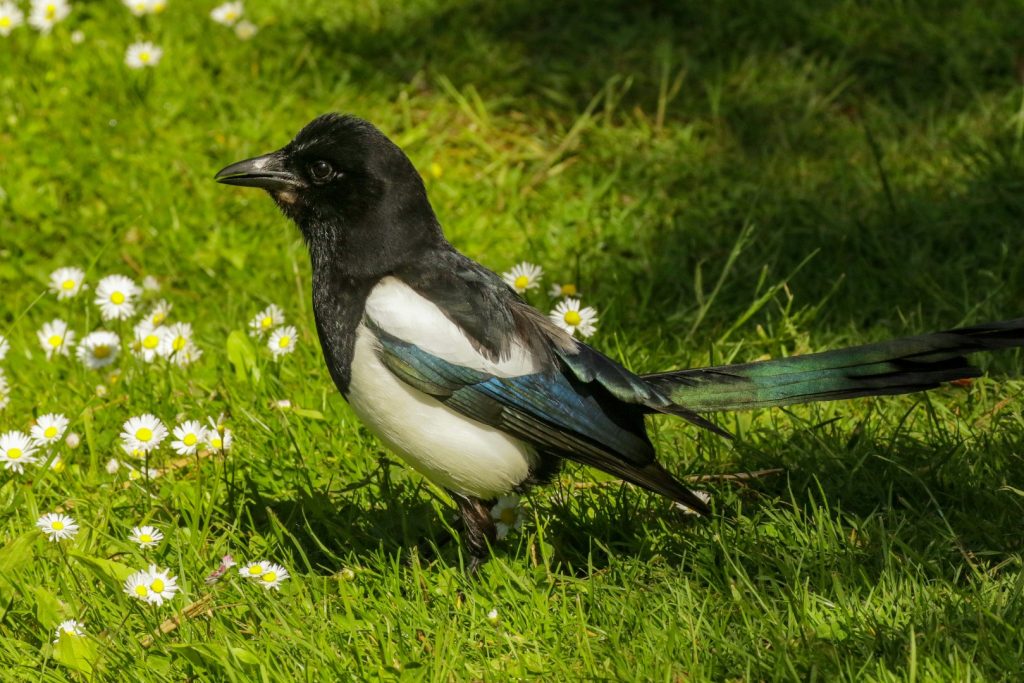 Botanic Gardens Dublin Birds